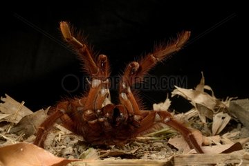 Goliath bird-eating spider - French Guiana