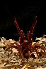 Portrait of Goliath bird-eating spider - French Guiana