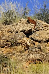 Slender mongoose on rocks - Kalahari desert