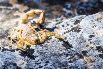 Yellow Scorpion on rock - Verdon France
