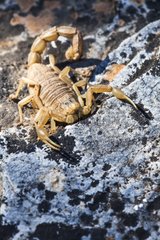 Yellow Scorpion on rock - Verdon France