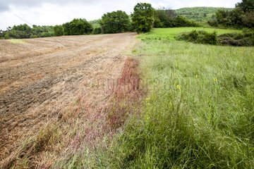 Field after spraying weedkiller - Luberon France