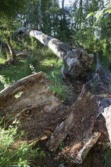 Fallen tree on the weather - Etang des Aulnes France