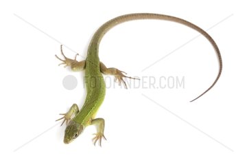 Western Green Lizard female on white background