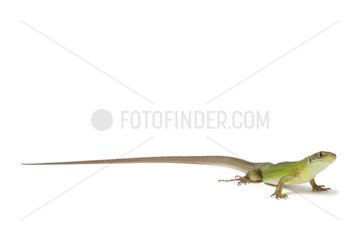 Western Green Lizard female on white background