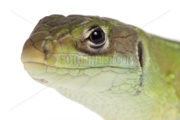 Portrait of Western Green Lizard female on white background