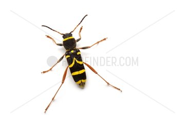 Wasp Beetle on white background