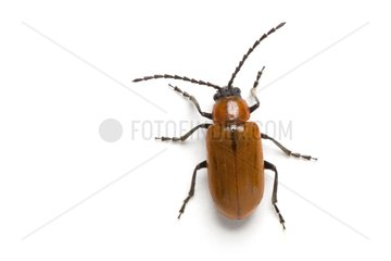 Leaf Beetle on white background