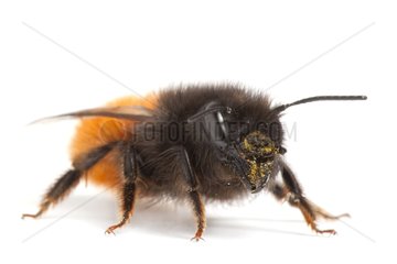 Hornfaced Bee female on white background