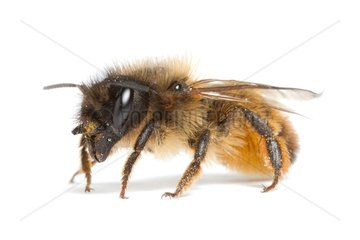 Hornfaced Bee female on white background