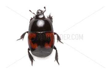 Hister Beetle on white background