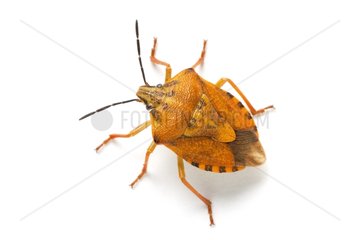 Red Shield Bug on white background