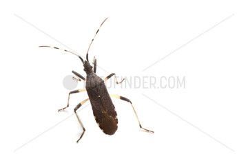 Bug on white background