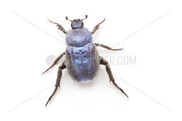 Scarab Beetle on white background