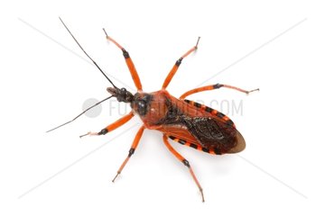 Red Assassin Bug on white background