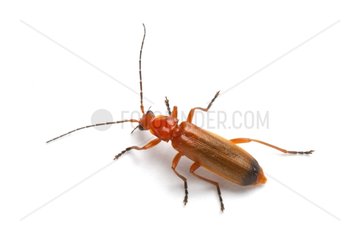 Common Red Soldier Beetle on white background