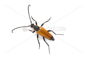 Longhorn Beetle on white background