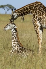Kenya  Masai-Mara Game Reserve  Girafe masai (Giraffa camelopardalis)  a young resting and his mother