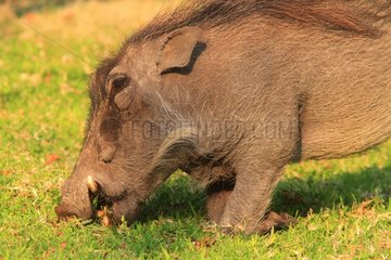 Warthog (Phacochoerus africanus) eating