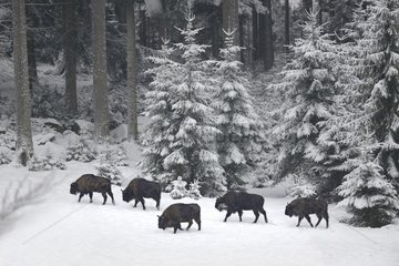 Herd of European Bison (Bison bonasus) in snow  Bavarian Forest  Germany