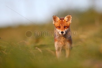 Red fox (Vulpes vulpes) in a field after mowing  Grand Est  France
