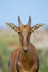 Kenya  Masai-Mara game reserve  topi (Damaliscus lunatus)  young