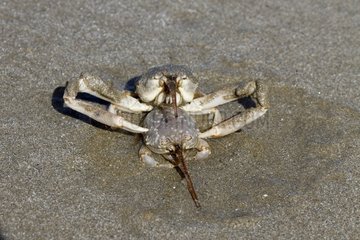 Flying Crab (Liocarcinus holsatus) mating on beach  Brittany  France