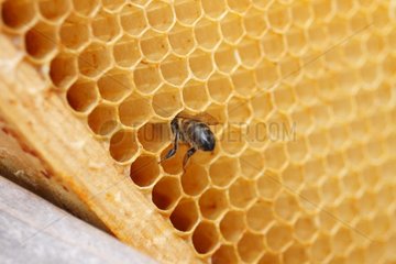 Honey bee (Apis mellifera) in a cell in Heurteauville  Normandy  France