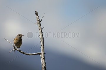 Rock Thrush ( Monticola saxatilis ) female on a dead tree   Alps  Switzerland