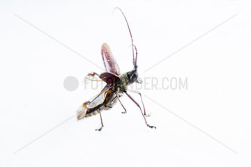 Longhorn Beetle (Cerambycidae sp) on white background  Chocó colombiano  Ecuador
