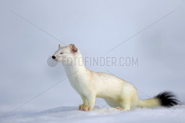 Ermine ( Mustela erminea ) in white coat of winter on snow  Prealps.