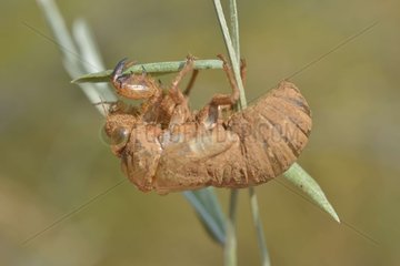 Cicada molt in the Garrigue   Cevennes  France