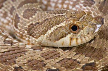 Portrait of Mexican hognose snake (Heterodon kennerlyi)