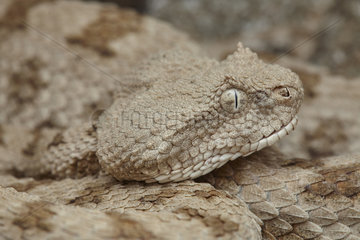 Portrait of False Horned Viper (Pseudocerastes fieldi or Pseudocerastes persicus). Snake living in the same habitat as Spider-tailed horned viper (Pseudocerastes urarachnoides)  Zagros Mountains  Ilam Province  Iran.