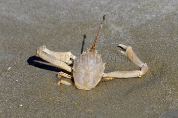 Flying Crab (Liocarcinus holsatus) (Liocarcinus holsatus) burying on a beach  Brittany  France