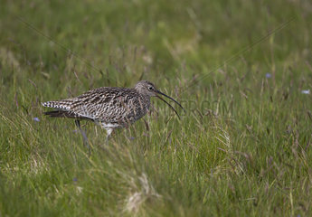 Curlew (Numenius atquata) bird walking in a meadow and calling  Shetland  Spring