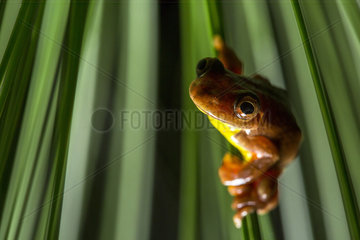 Executioner Treefrog (Dendropsophus carnifex)  Mindo  Ecuador