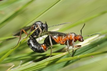 Slavemaker ant (Formica sanguinea) mating  Samoens  Alps  France