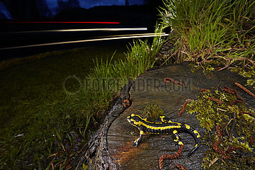 Barred fire salamander (Salamandra salamandra terrestris) on a roadside stump at night  France