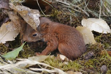 Young Red Squirrel (Sciurus vulgaris) in its nest  Lorraine  France