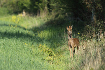 Roedeer (Capreolus capreolus) buck at the edge of forest  Normandy  France