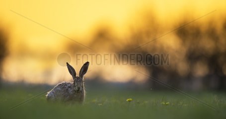 Brown hare (Lepus europaeus) Hare eating in a meadow at sunset  England  Spring