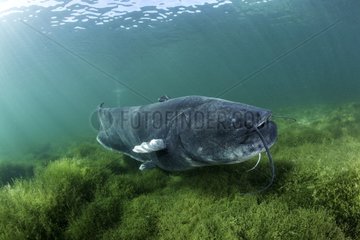 Swimming Wels catfish  Silurus glanis  also called sheatfish  is a large catfish native to wide areas of central  southern  and eastern Europe  Neuchâtel lake  Switzerland