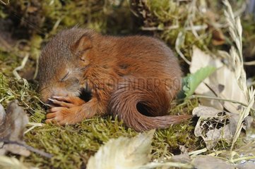 Young Red Squirrel (Sciurus vulgaris) sleeping in its nest  Lorraine  France