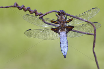 Eurasian red dragonfly (Libellula depressa) on barbed wire  France