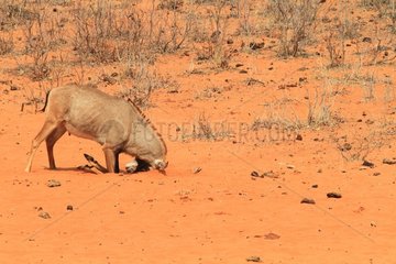 Roan antelope (Hippotragus equinus) head on sand