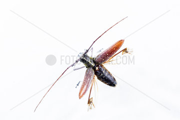 Longhorn Beetle (Cerambycidae sp) in flight on white background  Chocó colombiano  Ecuador