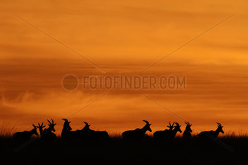 Silhouettes of Antelopes at sunrise  Kenya