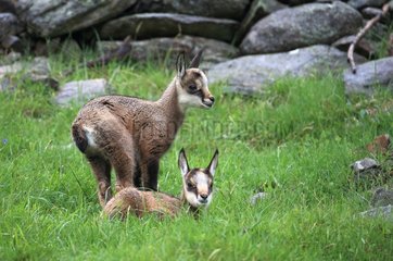 Young twins Chamois  Merlet Animal Park   Alps  France very exceptional birth of twins chamois (Rupicapra rupicapra ) . After a week  these two young animals are already living and independent. Merlet Animal Park  Chamonix valley  Mont Blanc. Alpes. Altit