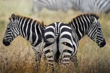 two zebras in the savannah  Tanzania